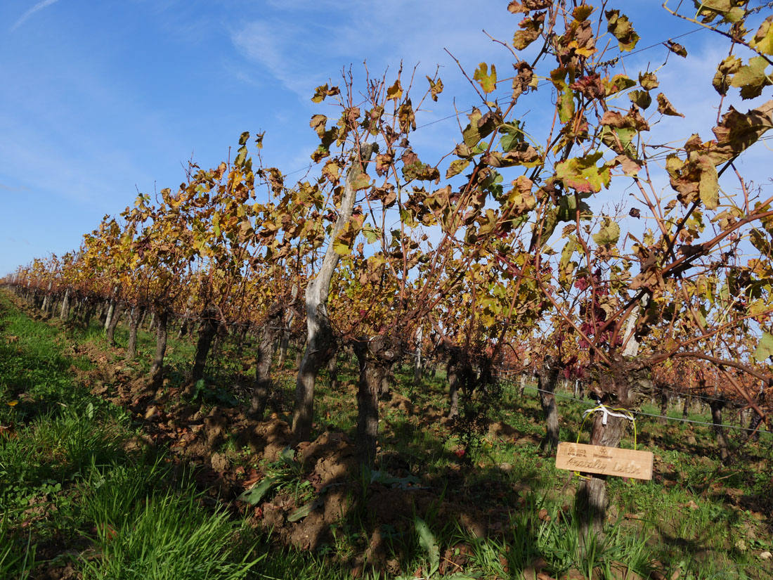 Виноградник на урожай